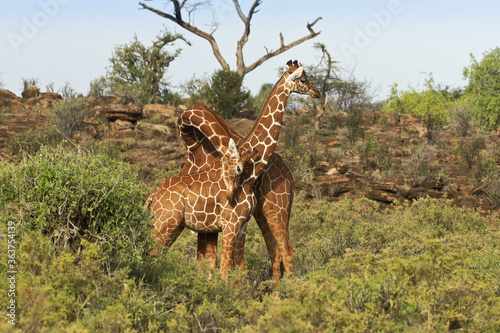 Two reticulated giraffes necking  Samburu Game Reserve  Kenya