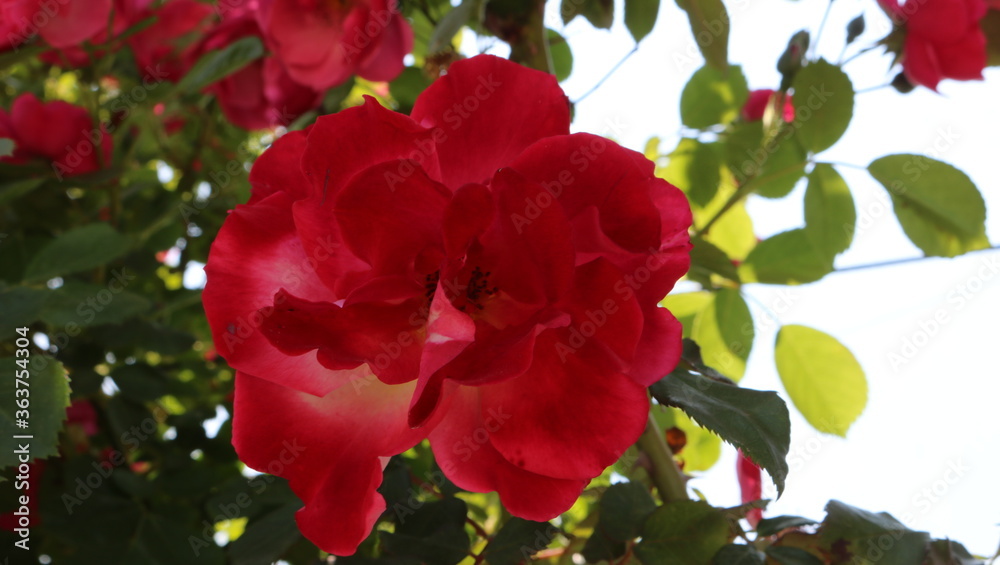 red rose bush red rose bush