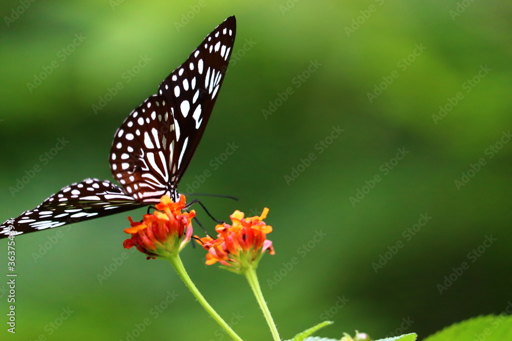 Beautiful butterfly siting on a flower in different frames Beautiful butterfly siting on a flower in different frames
