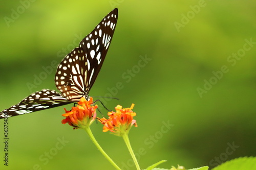 Beautiful butterfly siting on a flower in different frames © Muhammadshameer
