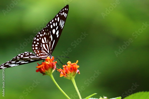 Beautiful butterfly siting on a flower in different frames