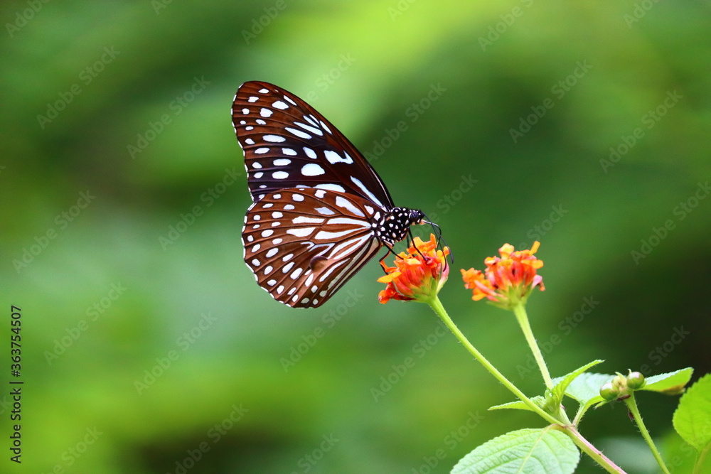 Beautiful butterfly siting on a flower in different frames Beautiful butterfly siting on a flower in different frames