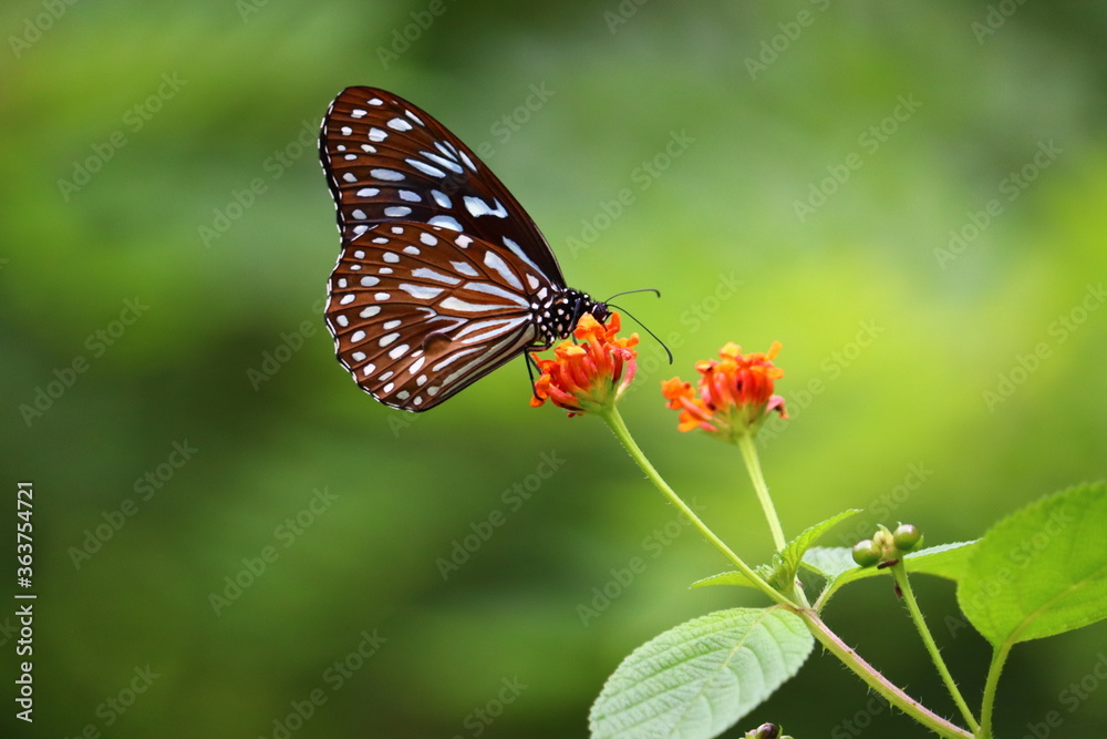 Beautiful butterfly siting on a flower in different frames Beautiful butterfly siting on a flower in different frames
