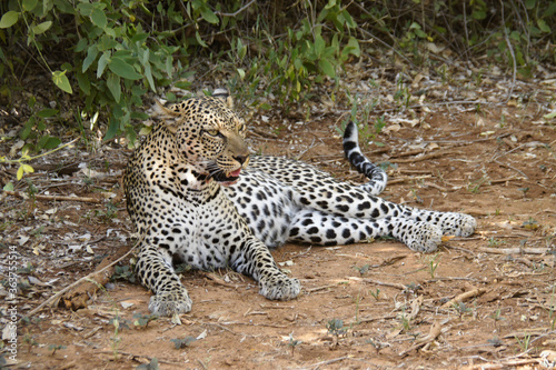 Female leopard lying by bushes, Samburu Game Reserve, Kenya