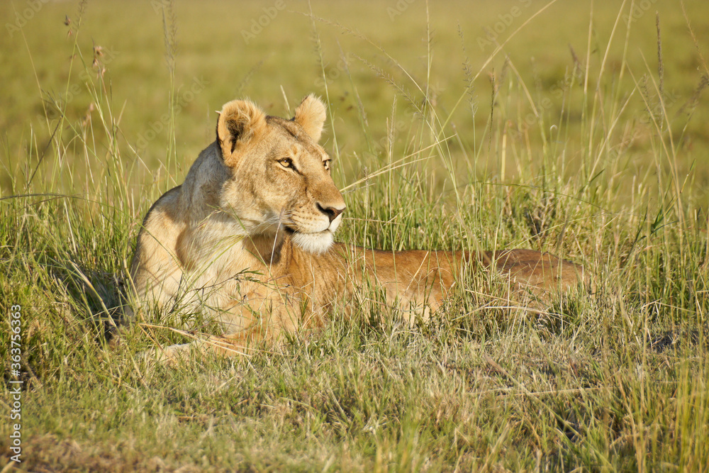 Lioness staring, Masai Mara Game Reserve, Kenya Lioness staring, Masai Mara Game Reserve, Kenya
