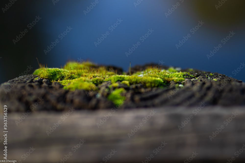 Moss_2