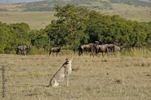 Fototapeta Naklejka Na Ścianę i Meble -  Cheetah sitting in grass with wildebeests passing behind, Masai Mara Game Reserve, Kenya