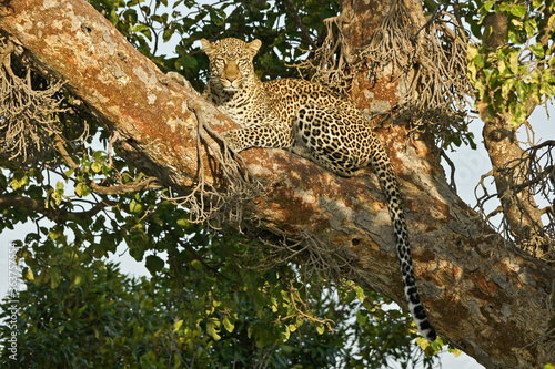Female leopard resting in crotch of tree, Masai Mara Game Reserve, Kenya