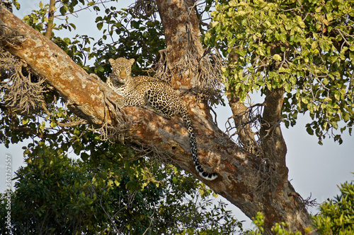 Female leopard resting in crotch of tree, Masai Mara Game Reserve, Kenya