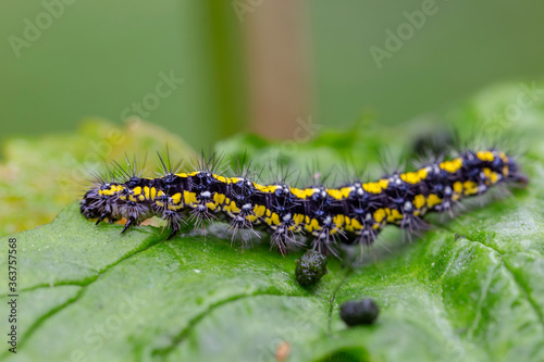 Scarlet Tiger moth caterpillars, Callimorpha dominula. Sitting on a green leaf. © ihorhvozdetskiy