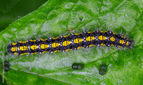 Scarlet Tiger moth caterpillars, Callimorpha dominula. Sitting on a green leaf. © ihorhvozdetskiy