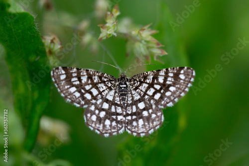 A stunning Latticed Heath Moth (Chiasmia clathrata) perching on the stem of a plant.Latticed heath moth (Chiasmia clathrata) on green photo