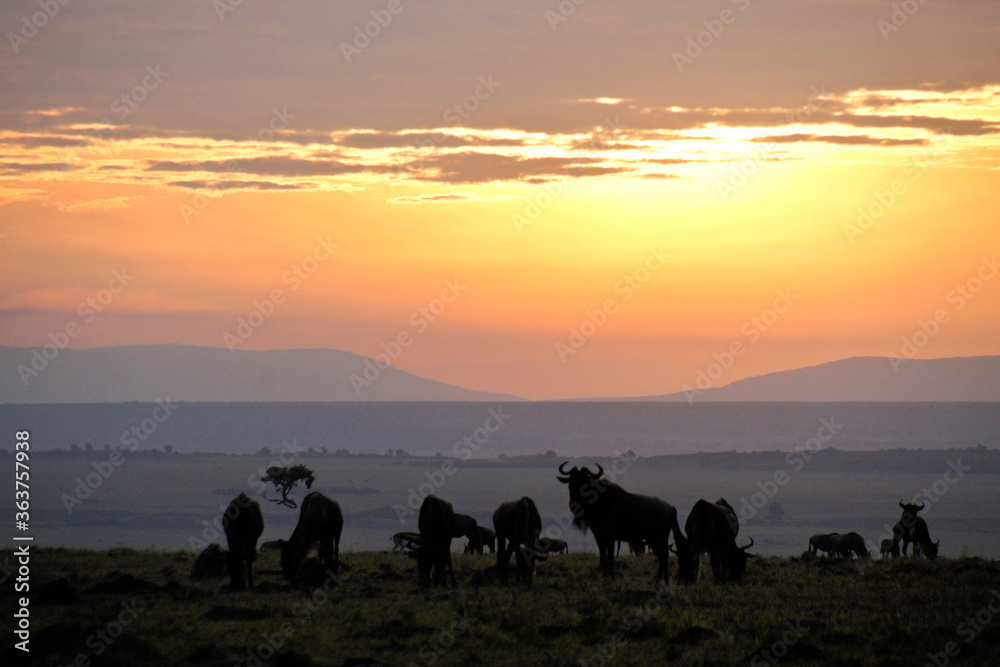 Wildebeests at sunrise on the Masai Mara, Kenya