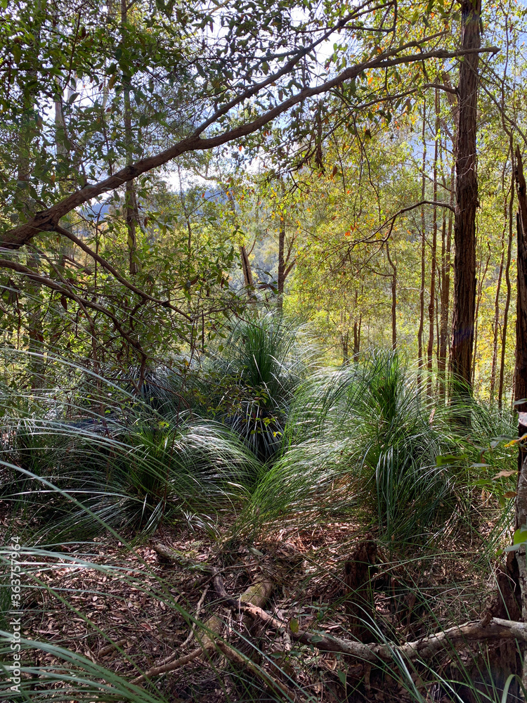 Lake Baroon and the surrounding forests, a main water reservior in Queensland Lake Baroon and the surrounding forests, a main water reservior in Queensland