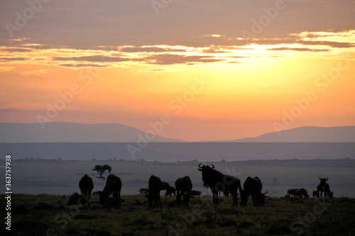 Fototapeta Naklejka Na Ścianę i Meble -  Wildebeests at sunrise on the Masai Mara, Kenya