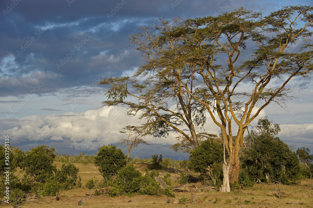 Acacia trees and landscape of Ol Pejeta Conservancy, Kenya