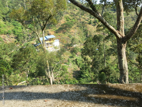 tree in the park