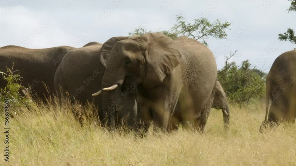 Elephant Herd in Pasture of African Savanna. Full Frame Close Up. Animals in Natural Habitat. Kruger National Park, South Africa Elephant Herd in Pasture of African Savanna. Full Frame Close Up. Animals in Natural Habitat. Kruger National Park, South Africa