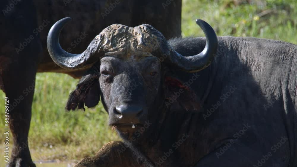 Black African Buffalo, Close Up Slow Motion. Animal Laying on Dusty Road in Wilderness of Kruger National Park, South Africa Black African Buffalo, Close Up Slow Motion. Animal Laying on Dusty Road in Wilderness of Kruger National Park, South Africa