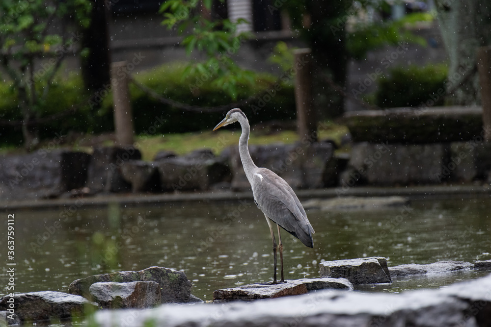 Naklejka premium 公園に降り立った野鳥 アオサギ