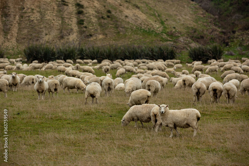 Flock of sheep in nature on meadow. Rural farming outdoor in New Zealand. © tonklafoto