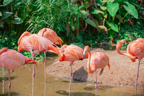 The orange flamingo has long legs. It searches for food in the water source.