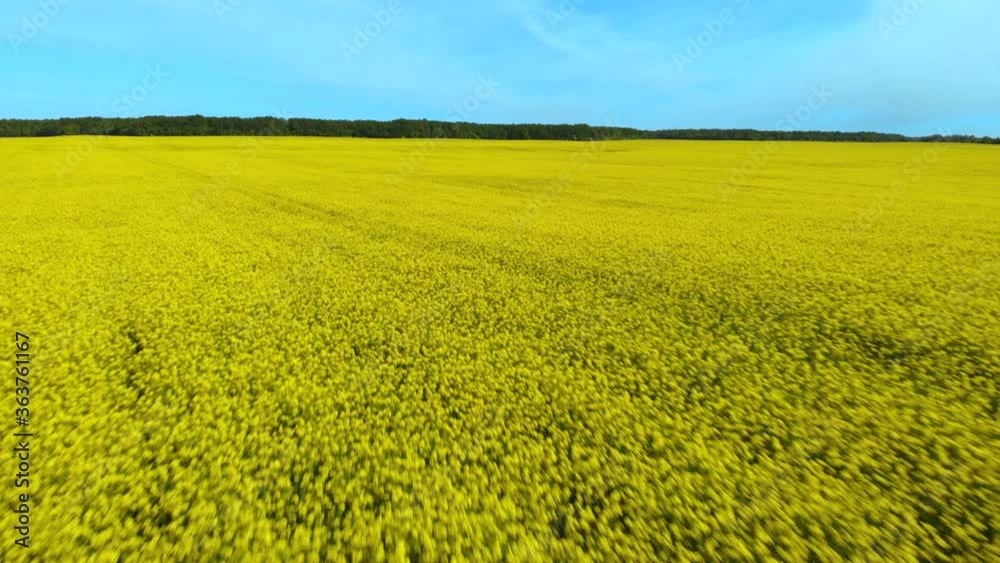 Aerial View Landscape Rapeseed Field . Field of Blooming Rapeseed Aerial View. Yellow Rapeseed Flowers and Sky With Clouds. Yellow Flowers Canola. Mustard Flowers. Spring Landscape. Aerial View Landscape Rapeseed Field . Field of Blooming Rapeseed Aerial View. Yellow Rapeseed Flowers and Sky With Clouds. Yellow Flowers Canola. Mustard Flowers. Spring Landscape.