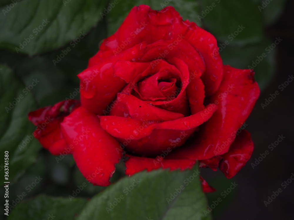 Fototapeta premium roses in the garden