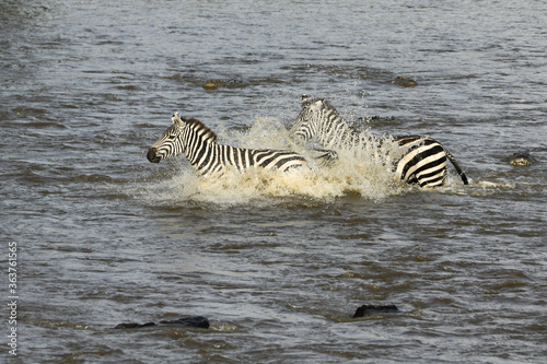 Burchell s  common or plains  zebras crossing crocodile-infested Mara River  Masai Mara Game Reserve  Kenya