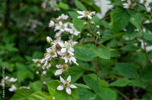 a twig of a bramble shrub with white blossoms