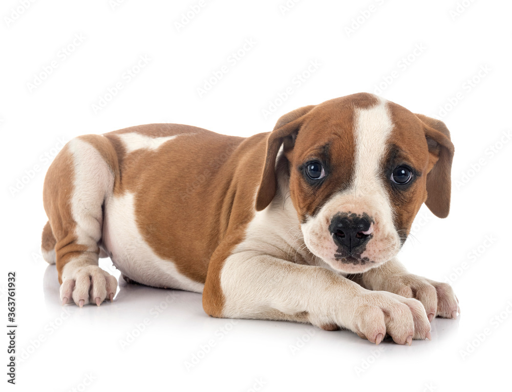 puppy american bulldog