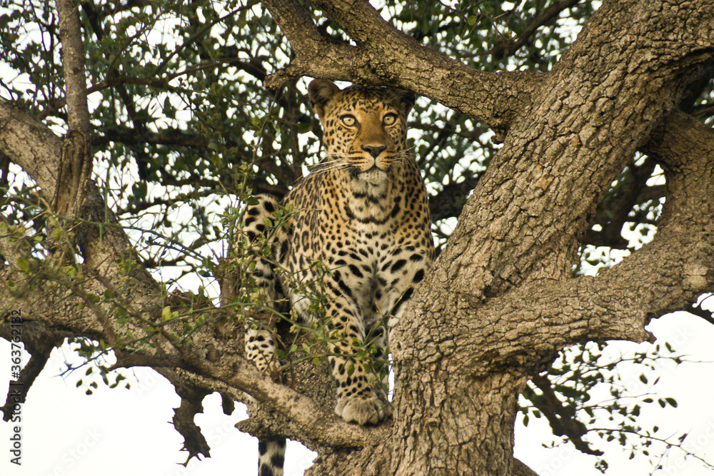 Obraz premium Leopard sitting in tree, scanning the area for prey, Masai Mara Game Reserve, Kenya