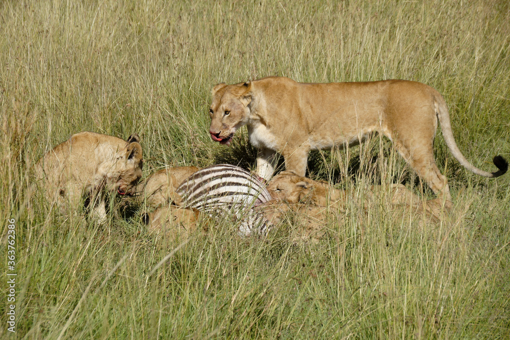 Lion pride (females and cubs) feeding on a zebra kill, Masai Mara Game Reserve, Kenya Lion pride (females and cubs) feeding on a zebra kill, Masai Mara Game Reserve, Kenya