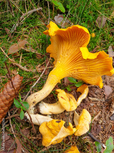  pfifferlinge on the forest floor fresh from the soil