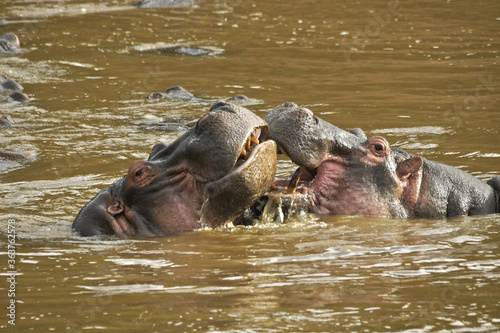 Hippos play-fighting  mouthing  in the Mara River  Masai Mara Game Reserve  Kenya