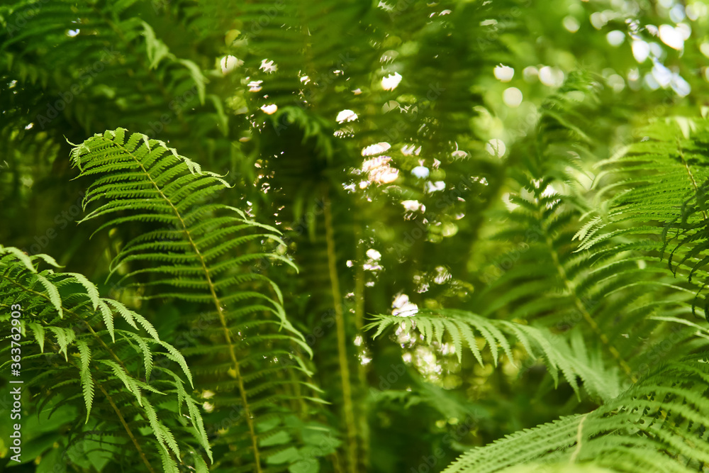 view of fern thickets in the forest undergrowth from the bottom to top view of fern thickets in the forest undergrowth from the bottom to top