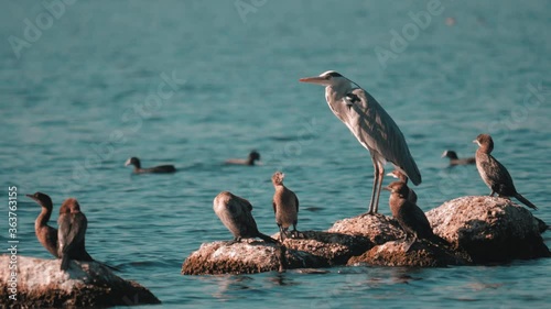 pelicans and birds in the water