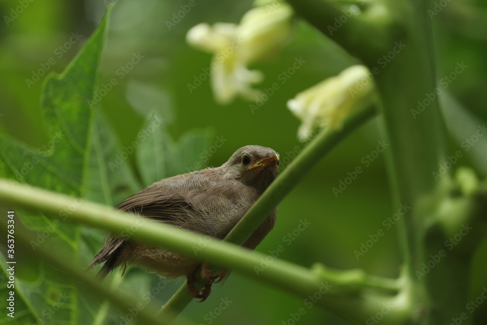 Indian robin sitting on a green branch Indian robin sitting on a green branch