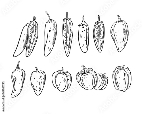 Different Peppers set. Black color outline style vector illustration. Isolated on white background.