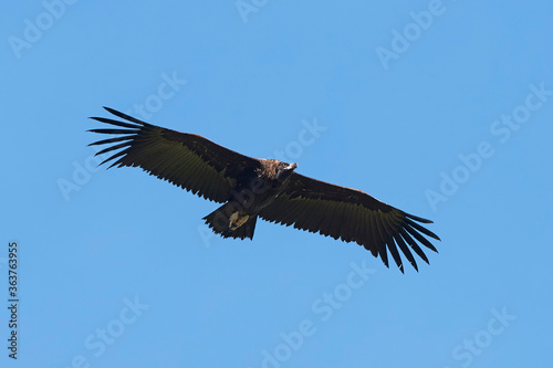 Black vulture (Aegypius monachus) in its natural enviroment