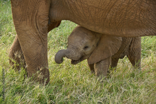 Elephant calf eating grass underneath its mother's belly, Samburu Game Reserve, Kenya © Michele Burgess