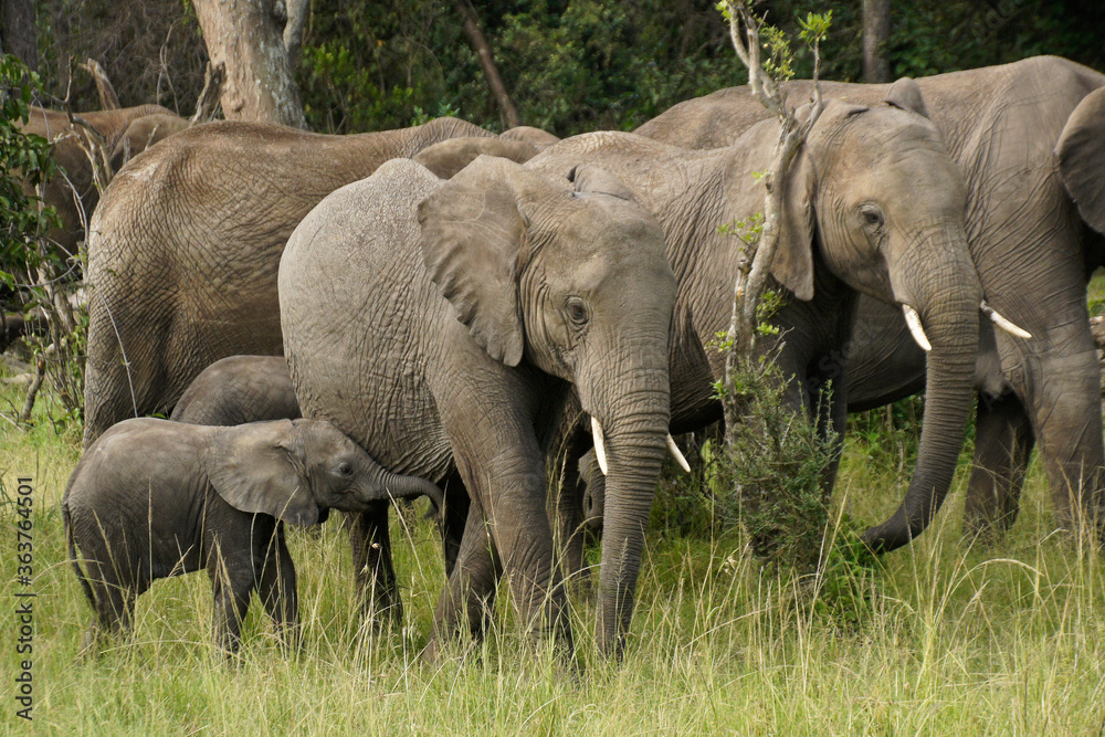 Group of elephants in woodland, Masai Mara Game Reserve, Kenya