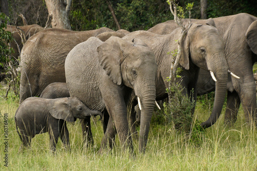 Group of elephants in woodland  Masai Mara Game Reserve  Kenya