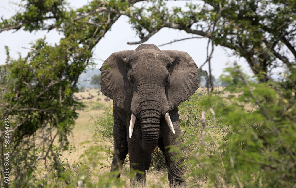 A large Elephant near bushes in Tanzania.