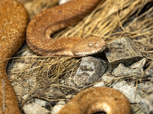 Cyclades blunt-nosed, Macrovipera schweizeri, lives on the Greek island of Milos, in red-gray color photo