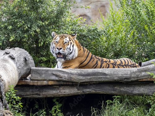The Amur Tiger  Panthera tigris altaica  the largest tiger  lies and observes the surroundings