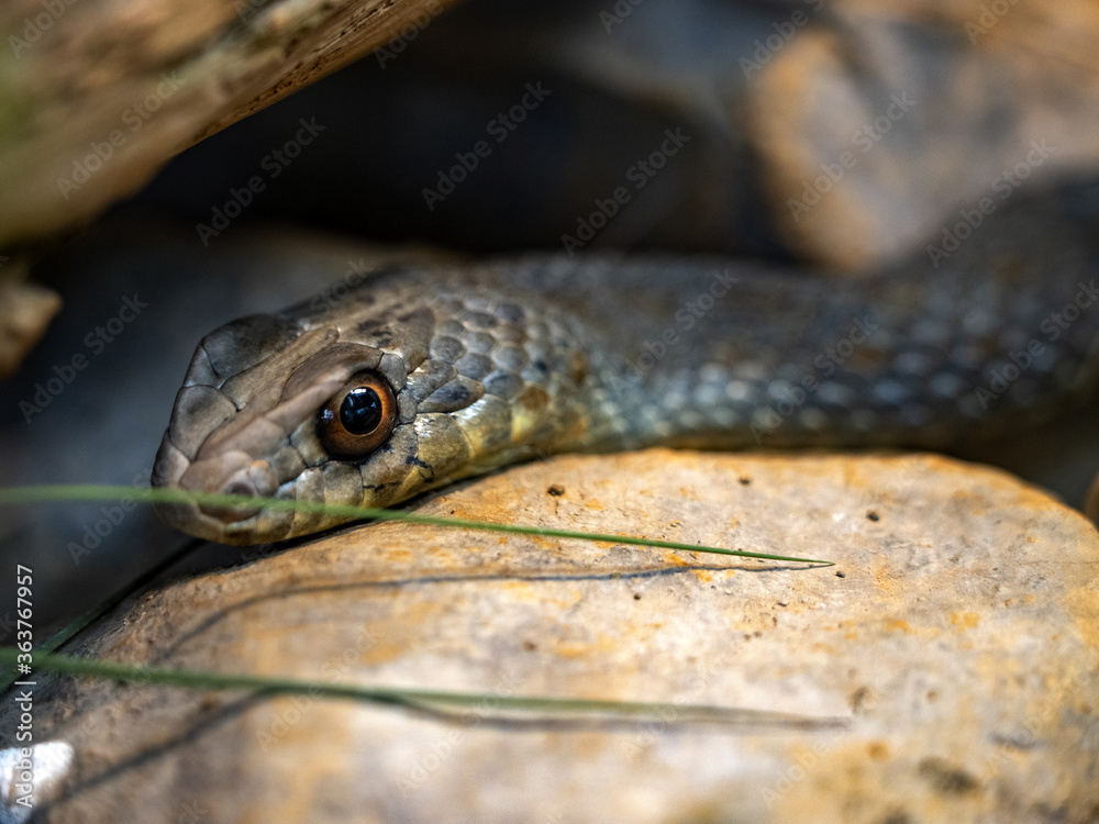 Fototapeta premium Eastern montpellier Snake, Malpolon insignitus, has posterior venomous teeth, feeds mainly on lizards