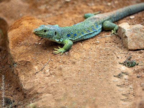 Ocellated lizards, Timon lepidus, is probably the largest European lizard, with blue spots on its body