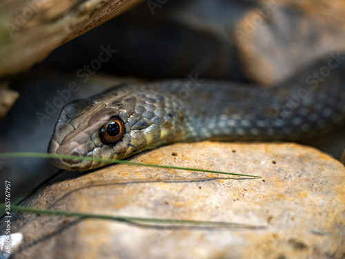 Eastern montpellier Snake, Malpolon insignitus, has posterior venomous teeth, feeds mainly on lizards