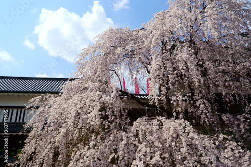 Bokeh image of a cherry blossoming Japanese castle photo